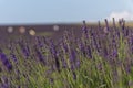 English lavender field in bloom