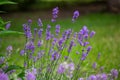 English lavender flowers in bloom Royalty Free Stock Photo
