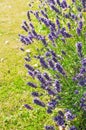 English lavender in the garden