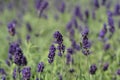 English lavender Hidcote Royalty Free Stock Photo