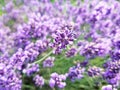 English lavender, Lavandula angustifolia. Beautiful lavender background. Royalty Free Stock Photo