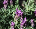 English lavender (Lavandula angustifolia) in garden Royalty Free Stock Photo