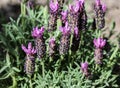 English lavender (Lavandula angustifolia) in garden Royalty Free Stock Photo