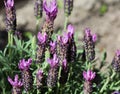 English lavender (Lavandula angustifolia) in garden Royalty Free Stock Photo