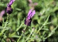 English lavender (Lavandula angustifolia) in garden Royalty Free Stock Photo