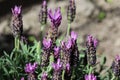 English lavender (Lavandula angustifolia) in garden Royalty Free Stock Photo