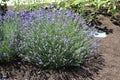 English lavender Lavandula angustifolia Royalty Free Stock Photo