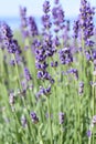 Lavandula angustifolia English lavender purple flowers and blue sky Royalty Free Stock Photo