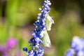 English Lavender plant blooming on meadow with two white butterflies perching on it