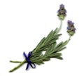 English Lavender Sprig Royalty Free Stock Photo