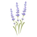 English lavender and true lavender also garden lavender, common and narrow-leaved lavender.Vector illustration isolated on white