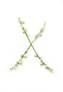 English letter X in the alphabet of flowers bells. Calligraphy lettering