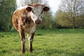 English Longhorn Bull Calf