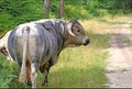 English Longhorn bull