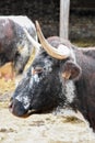 English Longhorn Cattle