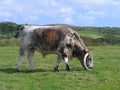 English longhorn cattle