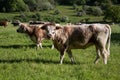 English Longhorn Cattle looking into camera outside Dunster, Somerset UK Royalty Free Stock Photo