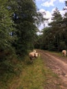 English longhorn cows