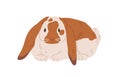 English lop breed of rabbit with spots on muzzle and long flappy ears. Spotty bunny portrait. Domestic animal. Cute