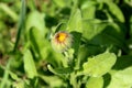 English marigold or Calendula officinalis orange flower bud