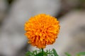 English marigold or Pot marigold blooming dark orange fully open flower covered in small raindrops on rainy day in local garden Royalty Free Stock Photo