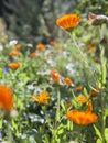 English Marigold in the wild garden -  orange blooming beautiful medicinal flowers Royalty Free Stock Photo