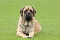 English Mastiff Royalty Free Stock Photo