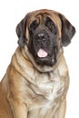 English Mastiff Royalty Free Stock Photo