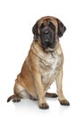 English Mastiff dog Royalty Free Stock Photo