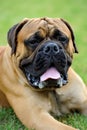 English Mastiff dog