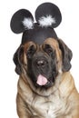 English Mastiff dog in a funny hat Royalty Free Stock Photo