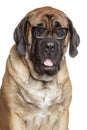 English Mastiff dog in glasses Royalty Free Stock Photo