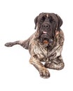 English Mastiff Dog Laying Tongue Out Royalty Free Stock Photo