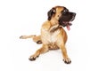 English Mastiff Dog Looking to Side Royalty Free Stock Photo
