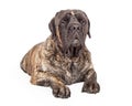 English Mastiff Dog Serious Expression