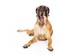 English Mastiff Dog With Tongue Out Royalty Free Stock Photo