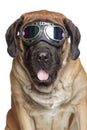 English Mastiff dog in Vintage Motorcycle Goggles Royalty Free Stock Photo