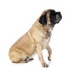 English Mastiff in studio