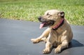 English Mastiff / Great Dane mix also known as a Daniff or Mastidane