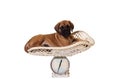 English Mastiff pup on scale Royalty Free Stock Photo