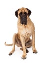 English Mastiff Sitting Serious Expression Royalty Free Stock Photo