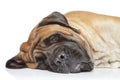 English mastiff sleep Royalty Free Stock Photo