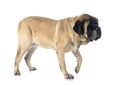 English Mastiff in studio