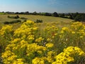 English Meadow