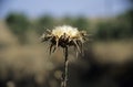 Close up view of thistle seed head. Royalty Free Stock Photo