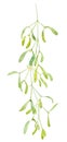 English mistletoe twig with fresh leave and berry using watercolor isolated on white background for winter design card