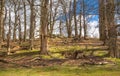 English nature. Park in Sussex spring time