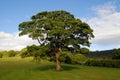 English Oak Royalty Free Stock Photo