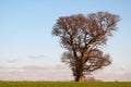 English oak stands strong in winter