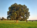 English Oak tree in the evening sunlight with cattle nearby